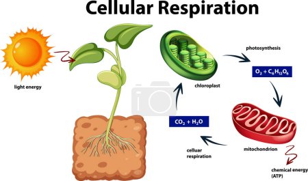 Ilustración de Diagrama que muestra la ilustración de respiración celular - Imagen libre de derechos