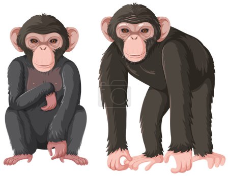 Téléchargez les illustrations : Two chimpanzee isolated on white background illustration - en licence libre de droit