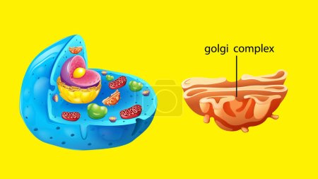 Illustration for Animal cell anatomy structure illustration - Royalty Free Image