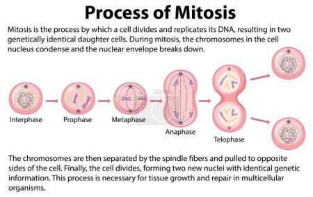 Foto de Process of mitosis phases with explanations illustration - Imagen libre de derechos