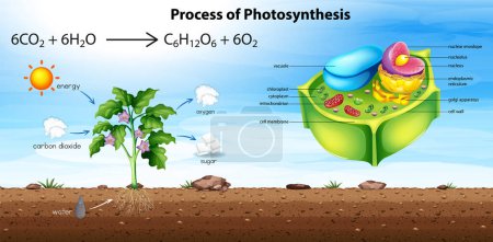 Téléchargez les photos : Plant cell anatomy structure illustration - en image libre de droit