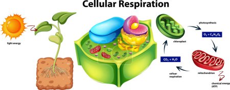 Téléchargez les illustrations : Plant cell anatomy structure illustration - en licence libre de droit