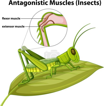 Téléchargez les illustrations : Antagonistic Muscles (Insects) concept vector illustration - en licence libre de droit