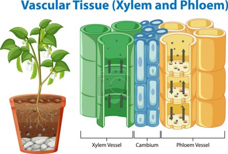 Illustration for Vascular Tissue (Xylem and Phloem) illustration - Royalty Free Image