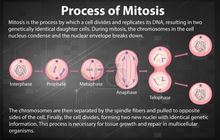 Illustration for Process of mitosis phases with explanations illustration - Royalty Free Image
