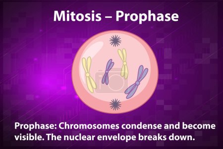 Illustration for Process of mitosis prophase with explanations illustration - Royalty Free Image