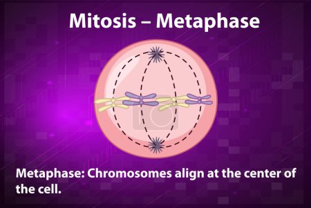 Illustration for Process of mitosis metaphase with explanations illustration - Royalty Free Image