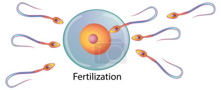 Illustration for Fertilization of the ovum by the spermatozoon illustration - Royalty Free Image