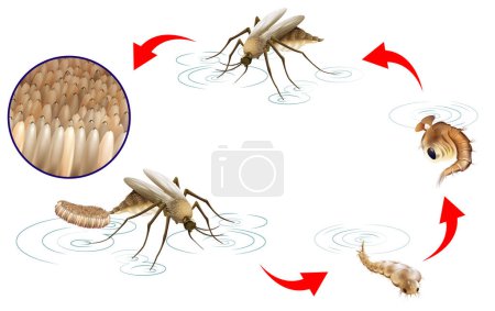 Téléchargez les illustrations : Cycle de vie des moustiques Illustration infographique - en licence libre de droit