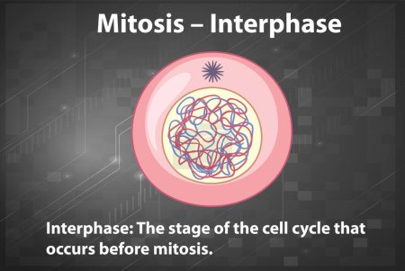 Illustration for Process of mitosis interphase with explanations illustration - Royalty Free Image
