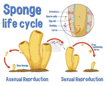 Illustration for Science sponge lide cycle illustration - Royalty Free Image