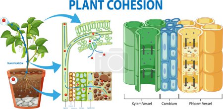 Illustration for Plant Cohesion Vascular Tissue (Xylem and Phloem) illustration - Royalty Free Image