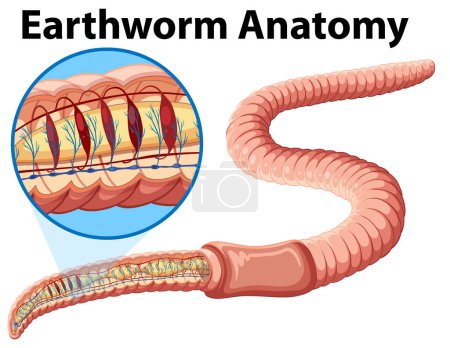Illustration for Earthworm anatomy concept vector illustration - Royalty Free Image