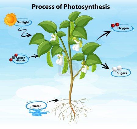 Illustration for Process of photosynthesis diagram illustration - Royalty Free Image
