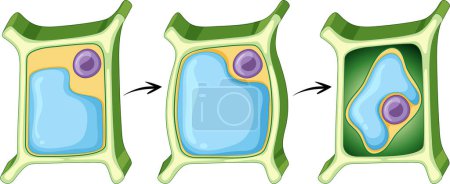 Illustration for Plant cell anatomy structure illustration - Royalty Free Image