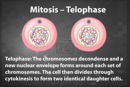 Illustration for Process of mitosis telophase with explanations illustration - Royalty Free Image