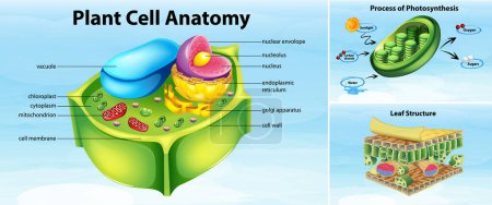 Ilustración de Plant cell anatomy structure illustration - Imagen libre de derechos