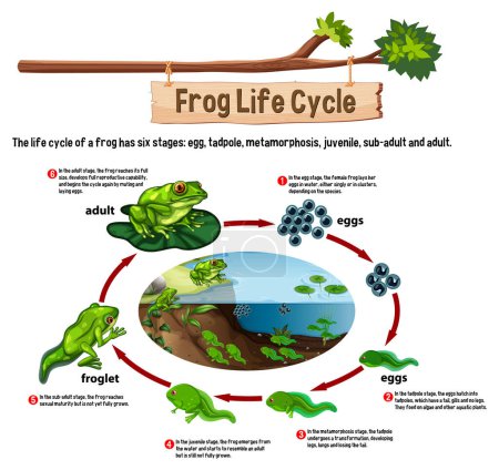 Illustration for Frog Life Cycle concept vector illustration - Royalty Free Image