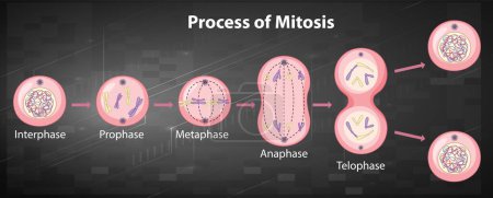 Téléchargez les illustrations : Process of mitosis phases with explanations illustration - en licence libre de droit