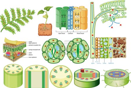 Illustration for Plant Cohesion Vascular Tissue (Xylem and Phloem) illustration - Royalty Free Image