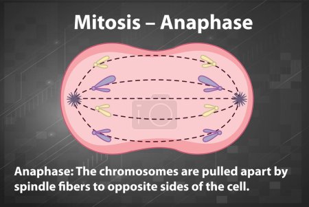 Ilustración de Process of mitosis anaphase with explanations illustration - Imagen libre de derechos