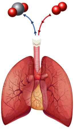 Illustration for Human lungs on white background illustration - Royalty Free Image