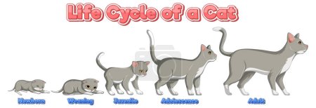 Illustration for Science life cycle of cat illustration - Royalty Free Image