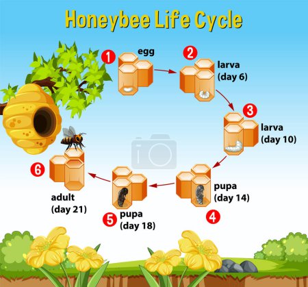 Téléchargez les illustrations : Diagramme du cycle de vie des abeilles avec illustration d'explication - en licence libre de droit