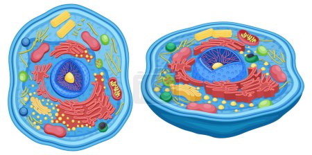 Ilustración de Animal Cell Anatomy Diagram Structure illustration - Imagen libre de derechos