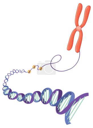 Ilustración de Cromosoma e ilustración de la estructura del ADN - Imagen libre de derechos