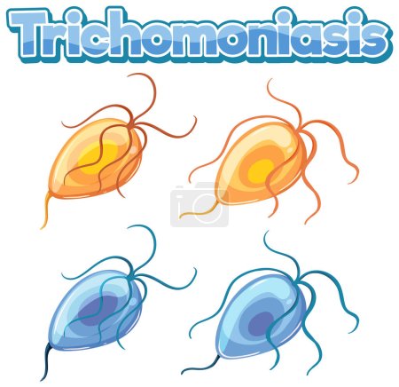 Illustration for Trichomonas vaginalis (a protozoan parasite) illustration - Royalty Free Image