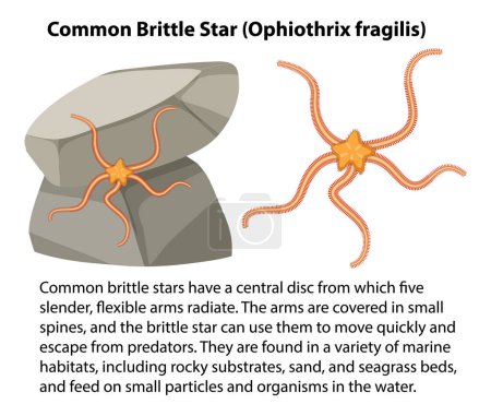 Téléchargez les illustrations : Common Brittle Star Rocky Shore Animal illustration - en licence libre de droit