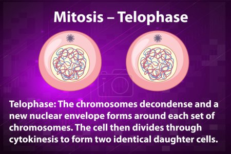 Illustration for Process of mitosis telophase with explanations illustration - Royalty Free Image