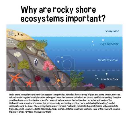 Illustration for Rocky shore zonation education diagram illustration - Royalty Free Image