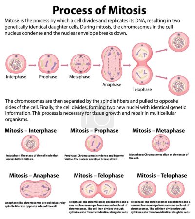 Téléchargez les illustrations : Process of mitosis phases with explanations illustration - en licence libre de droit