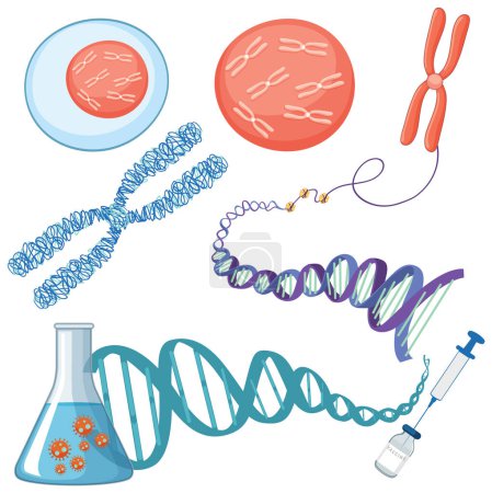 Ilustración de Chromosome and DNA structure illustration - Imagen libre de derechos