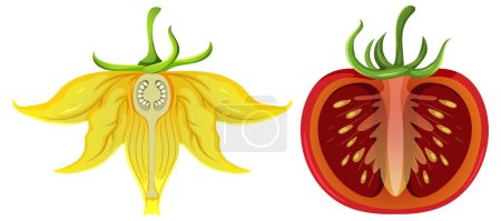 Illustration for Yellow flower of tomato plant illustration - Royalty Free Image