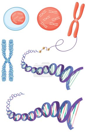 Téléchargez les illustrations : Cell structure chromosome histone and DNA illustration - en licence libre de droit