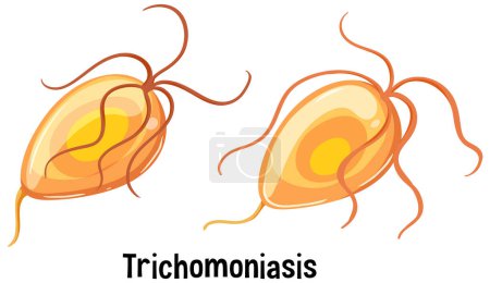 Ilustración de Trichomonas vaginalis con ilustración de texto - Imagen libre de derechos