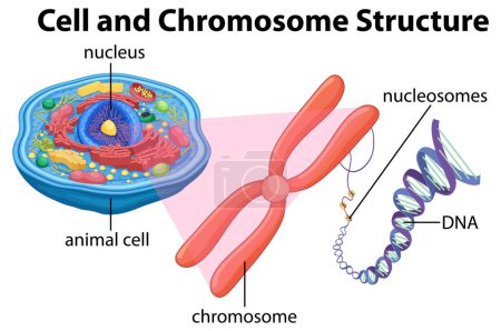 Ilustración de Animal Cell Anatomy Structure Diagram illustration - Imagen libre de derechos