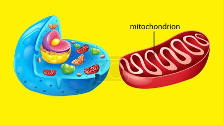 Illustration for Animal cell anatomy structure illustration - Royalty Free Image