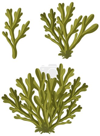Illustration for Wrack seaweed cartoon isolated illustration - Royalty Free Image
