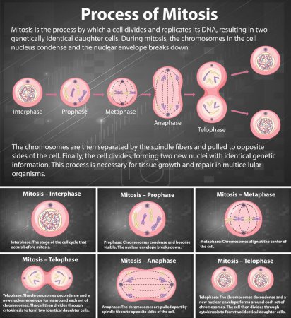Illustration for Process of mitosis phases with explanations illustration - Royalty Free Image