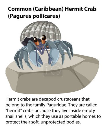Illustration for Common Hermit Crab Rocky Shore Animal illustration - Royalty Free Image