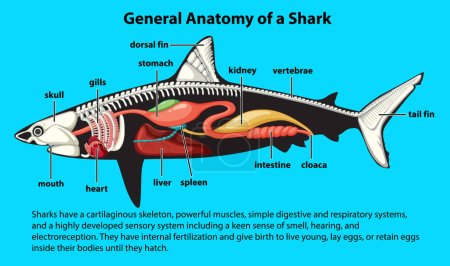 Illustration der allgemeinen Anatomie eines Hai-Diagramms