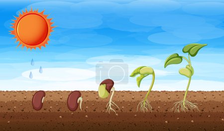 Illustration for Growth stages of a plant illustration - Royalty Free Image