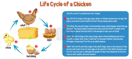 Ilustración de Ciclo de vida de un pollo ilustración - Imagen libre de derechos