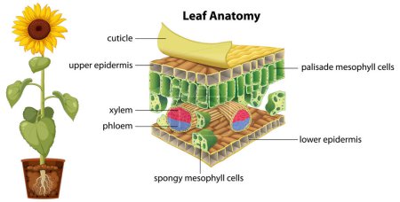 Illustration for Diagram of leaf anatomy illustration - Royalty Free Image