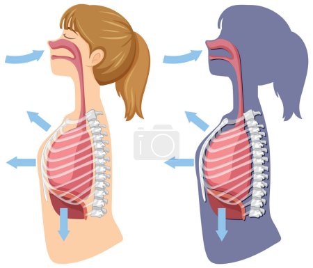 Illustration for Mechanism of breathing inhale and exhale illustration - Royalty Free Image