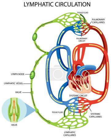Ilustración del diagrama del sistema de circulación linfática